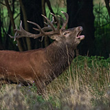 Red deer rut